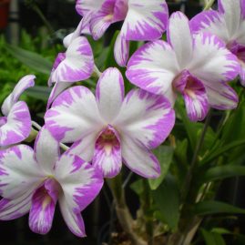 Dendrobium
