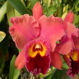 Cattleya Orchids