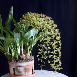 Grammatophyllum