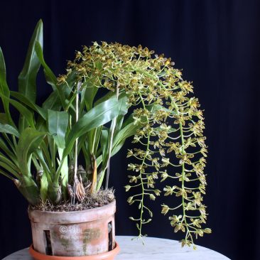 Grammatophyllum