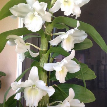 Nobile Dendrobium