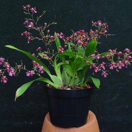 Oncidiums