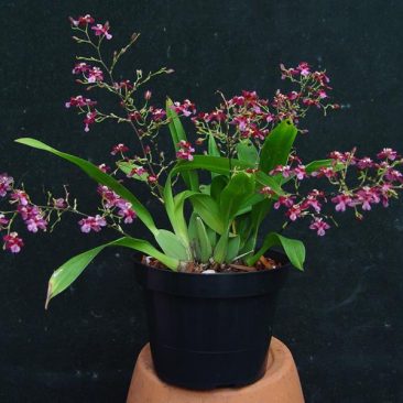 Oncidiums