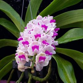 Rhynchostylis