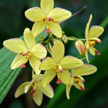 Spathoglottis