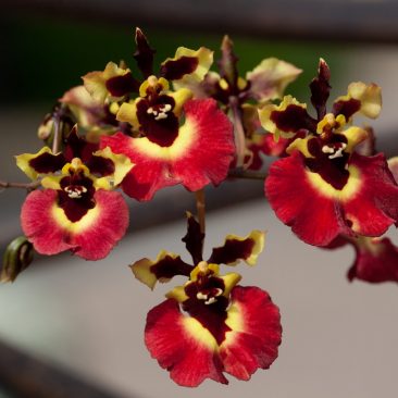 Tolumnia