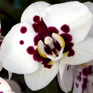 Phalanopsis
