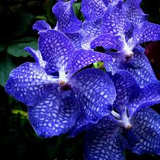 Vanda